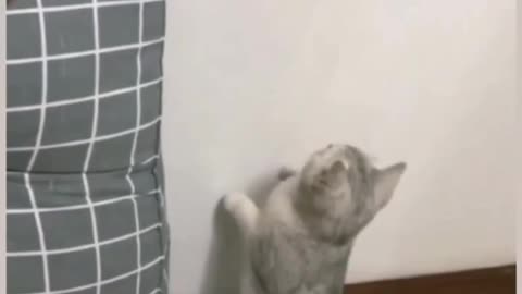 Parrot vs cat 😁🤣😂