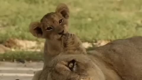 Funny animal