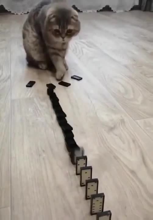 Cute cats!!Funny cats