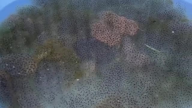I’ve counted 30,000 frog eggs so far and that’s only the tiniest bit!