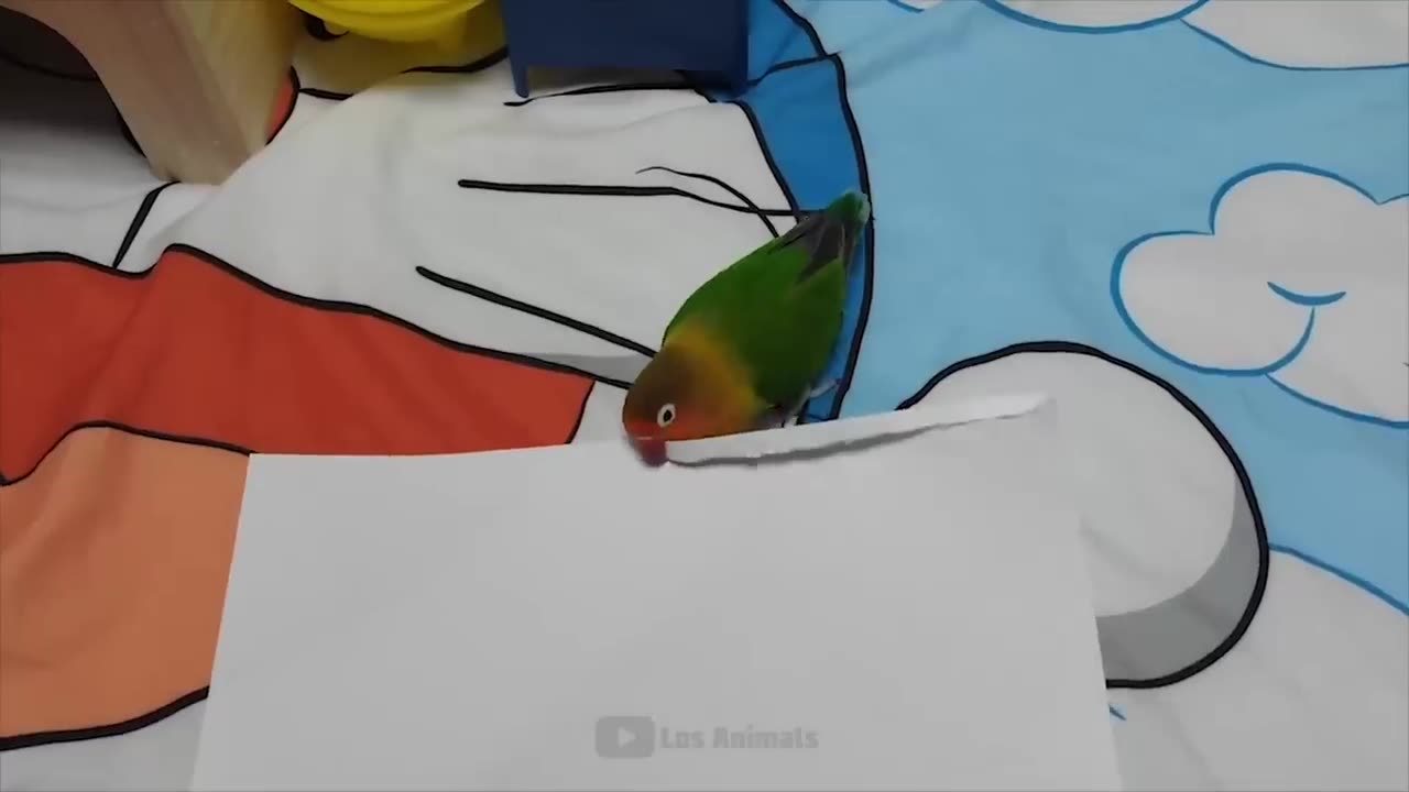 Best Funny Animal video by Marko Polo 2023
