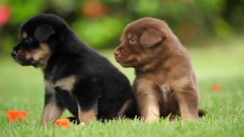 Cute Puppy babby dog playing in green park