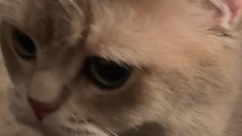 Cash if a cat got disappointed enough, it’ll leave just like a human will do