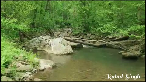 Amazon wildlife in 4k forest that call nature the jungle home | relaxation short film