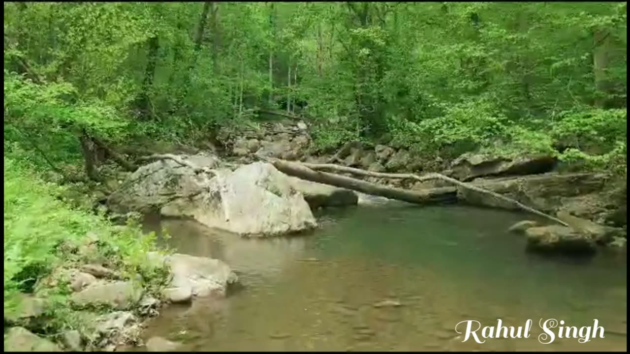 Amazon wildlife in 4k forest that call nature the jungle home | relaxation short film