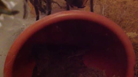 Tarantula eats a cricket
