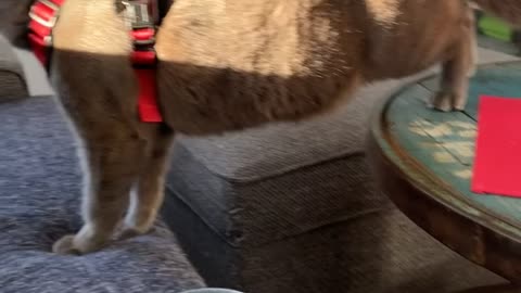 Riga The Cat Falls Backwards Off Couch