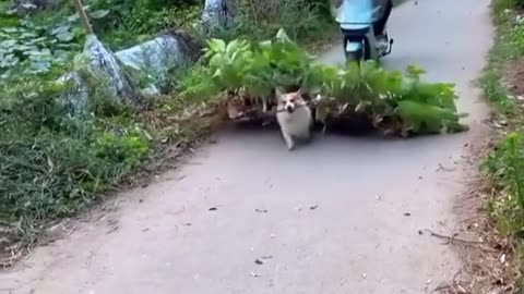 Cute dog shouting on men, must watch video