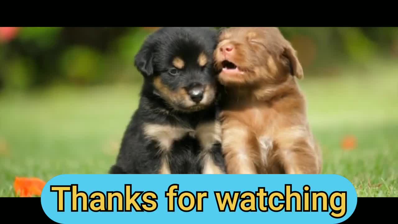 Funny puppies|| Super cute Animals Baby Dog