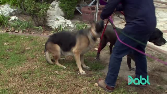 How to Stop Dog Barking!