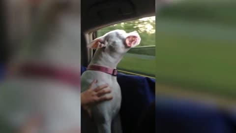 💥Funny Dogs And Cute Puppies Viral Weekly😅😜Funny Animal Videos💥👌