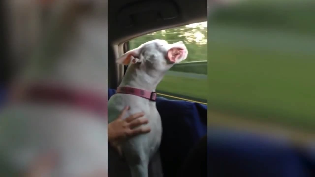 💥Funny Dogs And Cute Puppies Viral Weekly😅😜Funny Animal Videos💥👌