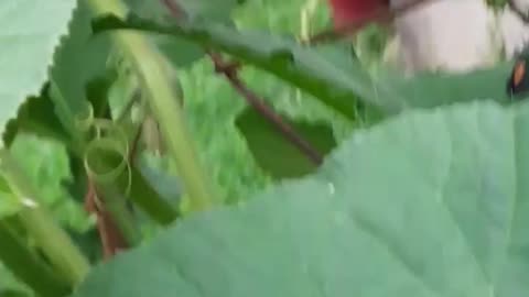 How I Deal with the Squash Vine Borer
