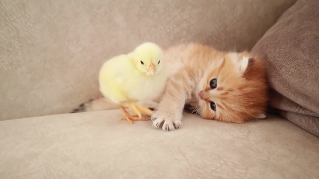 Kitten Is Saying Hi To Baby Chick, They Are So Cute!!!!