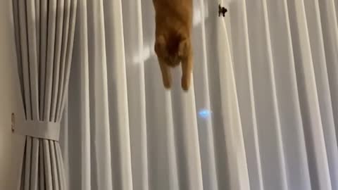 Landing and bouncing cat