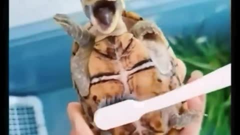 Cute and funny animals video compilation --Best of 2023