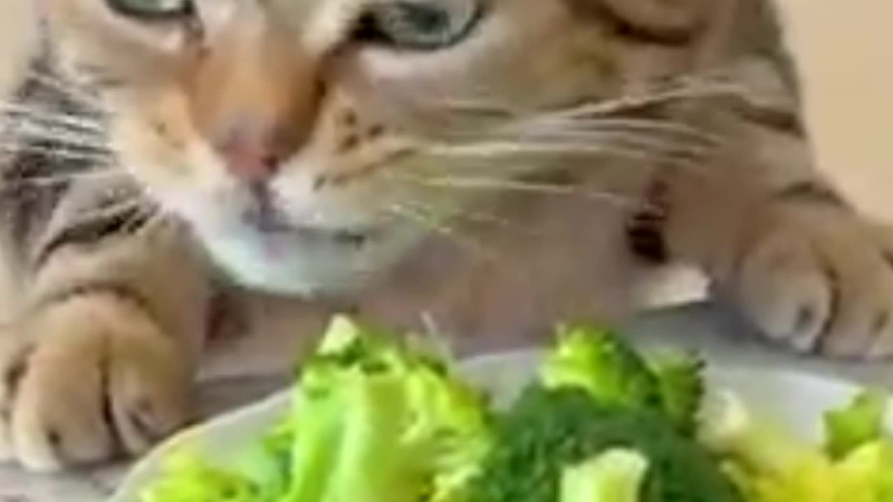 Vegetarian Cat