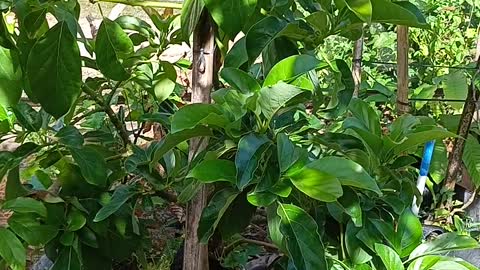 Avocado subang