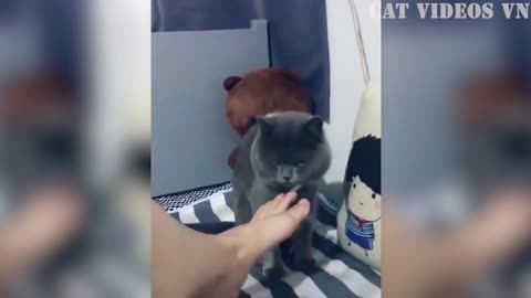 Best funniest Cats And Dogs Videos _ funniest animals videos 2023😻😹😇😂😺