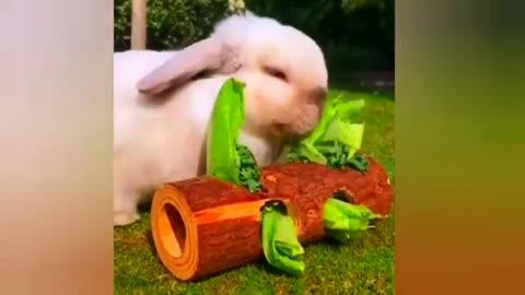Verry funny animal videos 2023