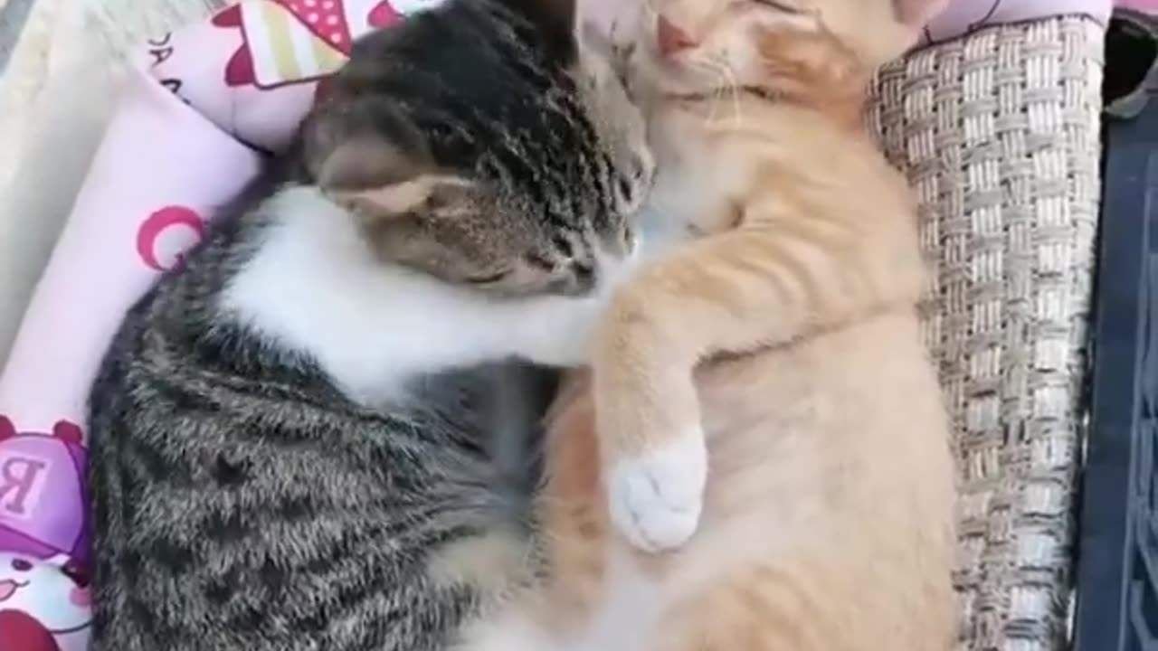 Cute cats sleeping 😍 | pretty kitten funny video