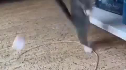 Dogs and cats funny moments