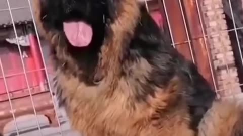 Dog trenig all german shepherd, german shepherd dog, german shepherd
