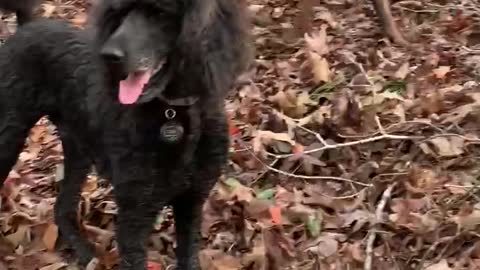 A pawsome day for a hike on through the woods, who needs a trail.