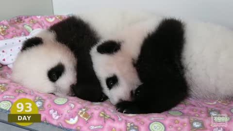 The first 100 Days of Mei Lun and Mei Huan