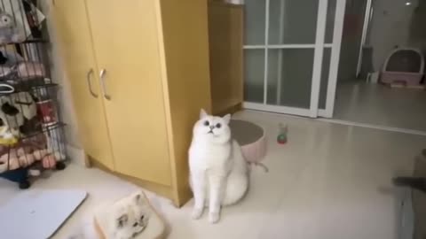 Funny Cat 🐈🐈