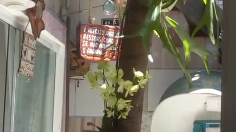 Orquídea em árvore