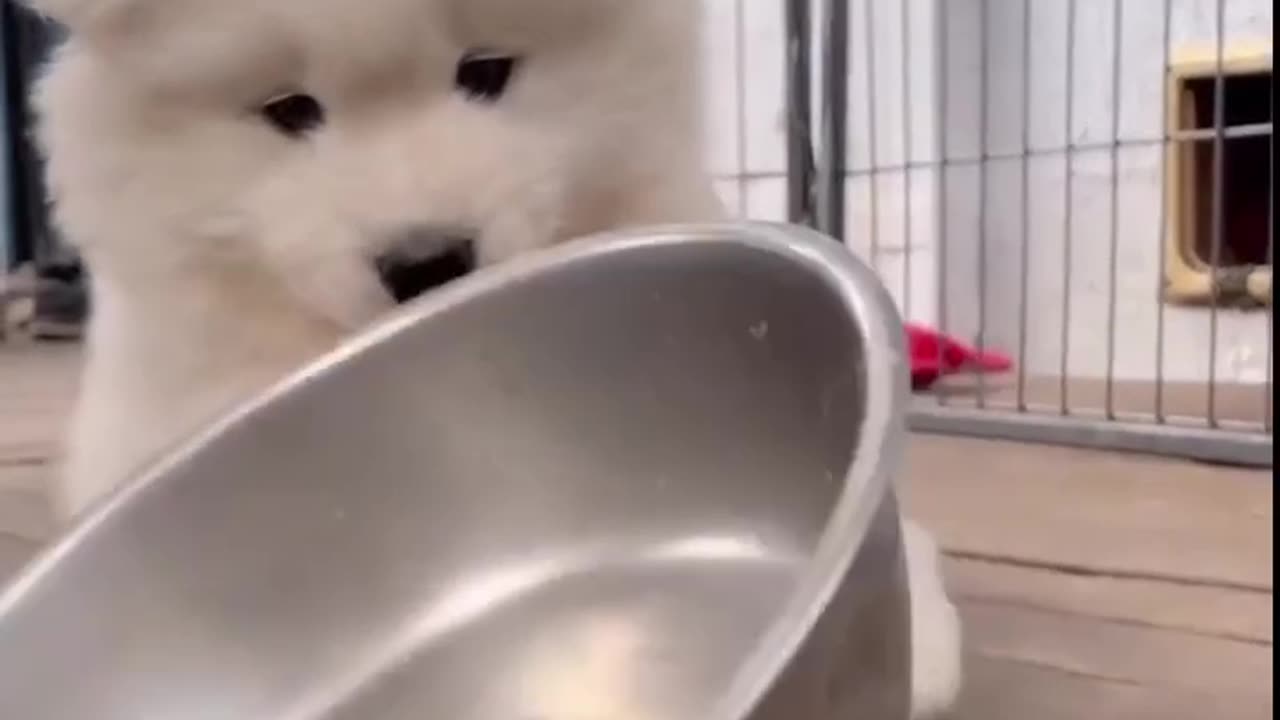 I could watch him playing all day 🐕🥰