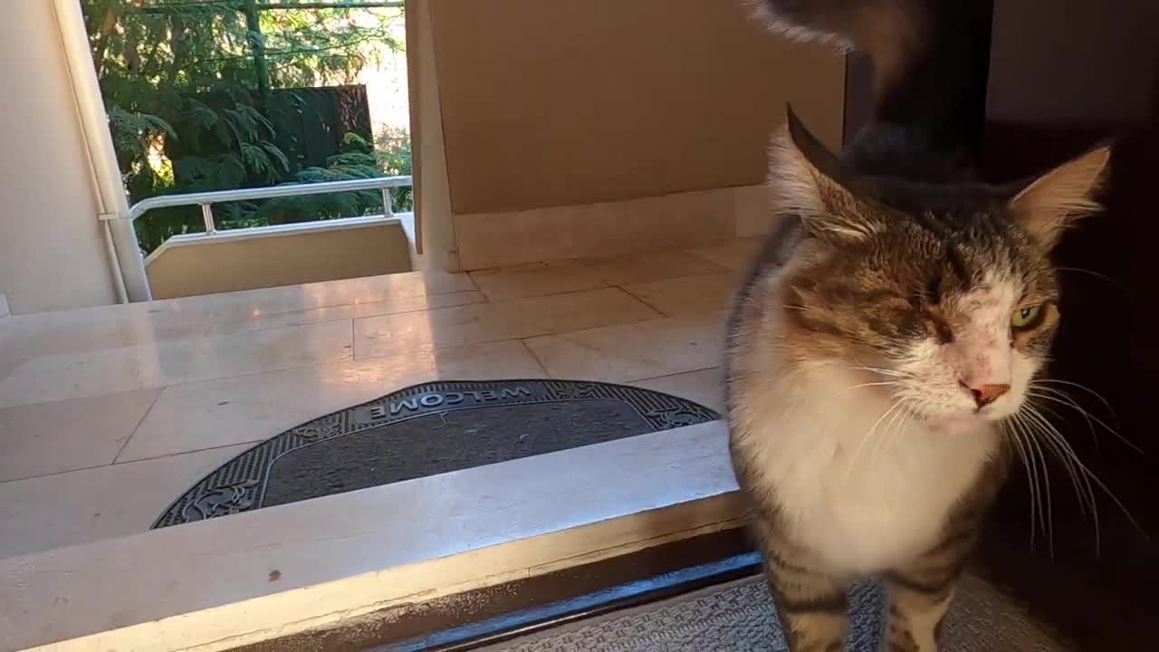 One eyed cat following me found out where my house is