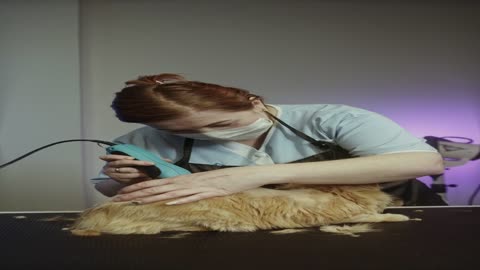 shaving the cat to wash it
