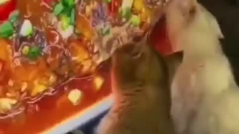Funny videos part 6