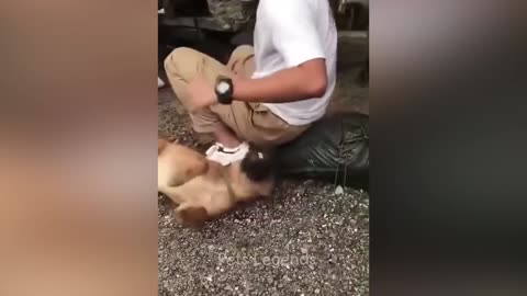 Funniest animal video