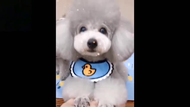 How cute pets funny, cat and dog funny, don't try to laugh😄🤣