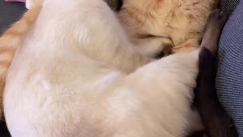Cats love