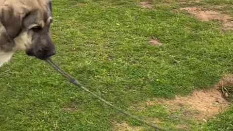 When the livestock guardian dog grabs your leash so you can't herd