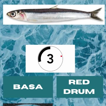 Fish Frenzy 2 A fast-paced quiz short