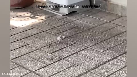 The FUNNIEST Animal Ever! 😮🤣 TRY NOT TO LAUGH