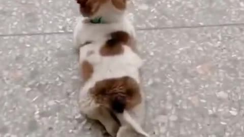 I love you puppy who sees the rain ❤️