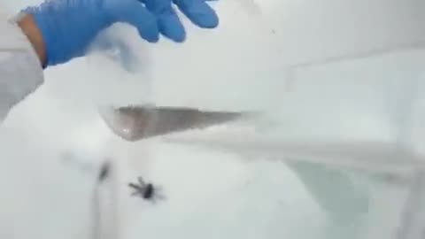 BILL GATES - Esta é a fábrica de mosquitos de Bill na Colômbia. É o maior do mundo. 30 milhões de mosquitos geneticamente modificados são liberados a cada semana em 11 países. Como Bill sabe melhor do que a natureza, o que poderia dar errado?
