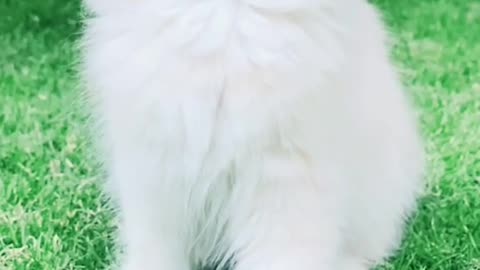 _shorts cat meme _ kitten (tik tok video]-- - funny cats meow baby cute compilation [cat-cash home