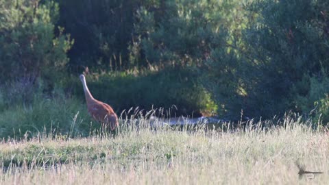 600 Elk, Bull Moose on the Mountain, a nesting pair of Heron, and a beautiful Salvelinus Fontinalis