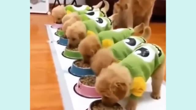 Try not to laugh || cute mother labrador taking care of her puppies.