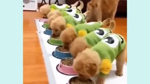 Try not to laugh || cute mother labrador taking care of her puppies.