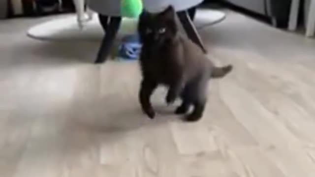 🤣 Funniest 😻 Cats And 🐶 Dogs - Cute And Funny Animal Videos 😇 +1