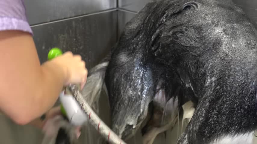 Border Collies will outsmart you Channel Announcements