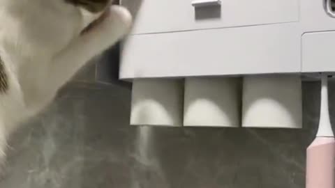 The thief cat